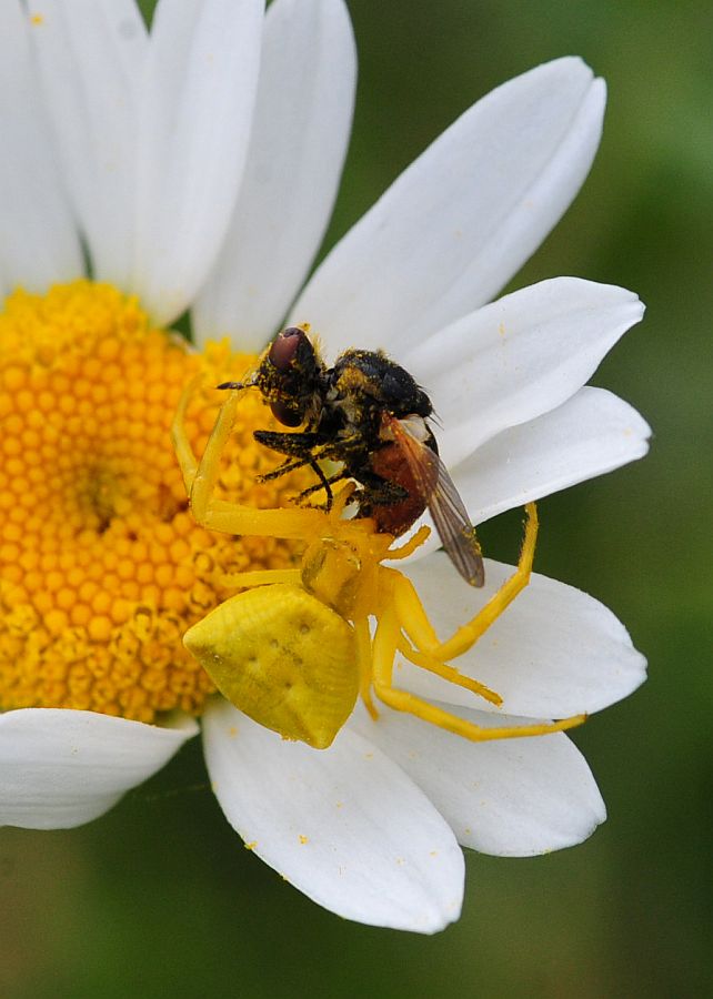 La vita in un fiore - seconda parte